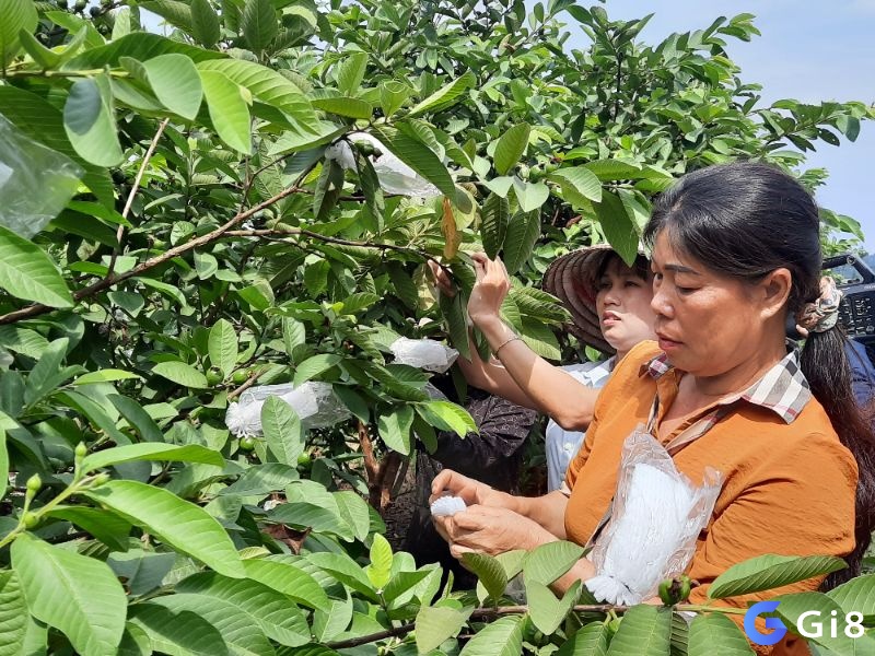 Giải mã giấc mơ thấy hái ổi xảy ra nhiều trường hợp khác nhau