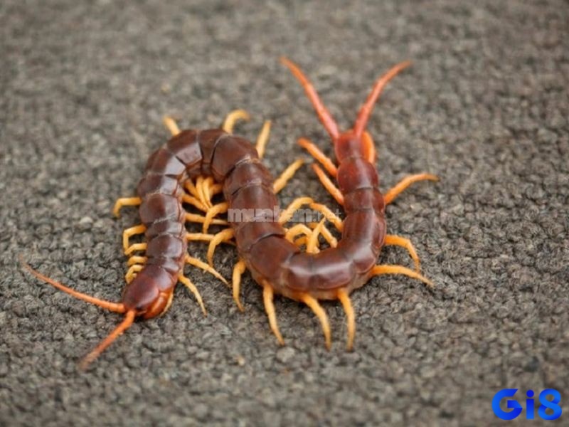 Mơ nhìn thấy con rết có màu đỏ