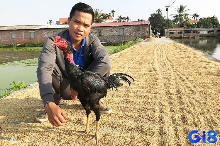 Quá trình chăn nuôi khi chưa biết cách chăm sóc đúng quy trình và chuẩn khoa học