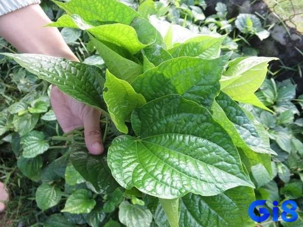 Việc giải mã giấc mơ được dựa vào tình huống mơ