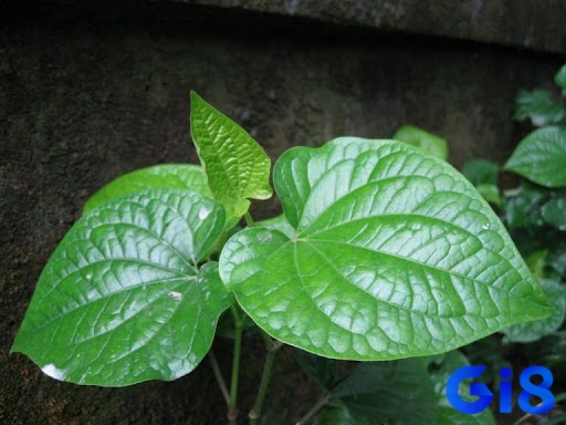 Giấc mơ chứa đựng bộ số theo từng tình tiết cụ thể