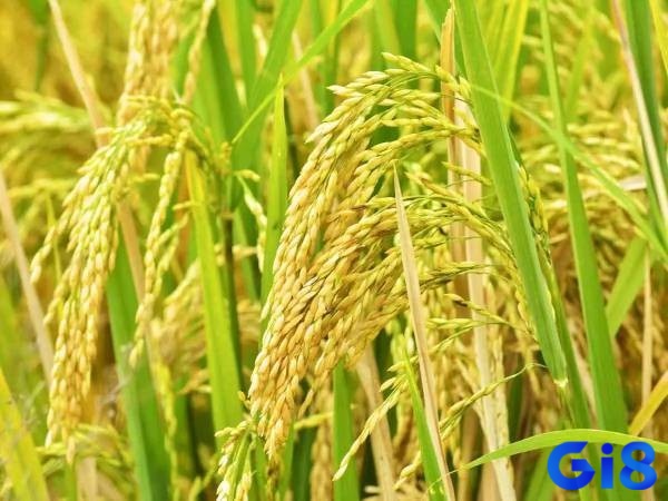 Mơ thấy lúa chín đánh đề con gì dựa vào từng bối cảnh