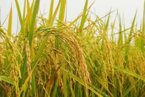 Mơ thấy lúa chín vàng đánh đề con gì? Ý nghĩa giấc mơ chi tiết