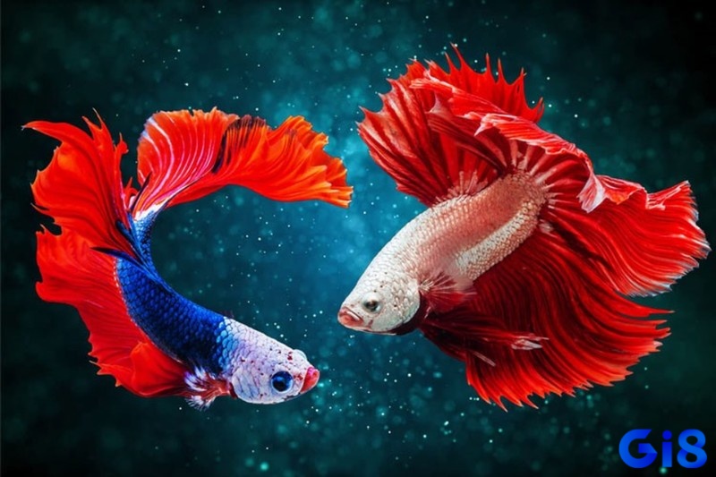 Mơ thấy cá mang tới bộ số đề tài lộc chiều nay