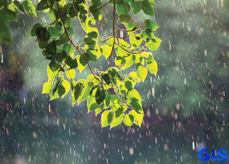 Người mơ có thể phát tài nhờ vào giấc mơ thấy mưa
