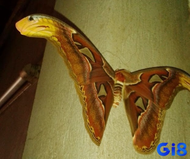 Cùng gi8 phân tích ý nghĩa và bướm bay vào nhà đánh lô đề con gì nhé!