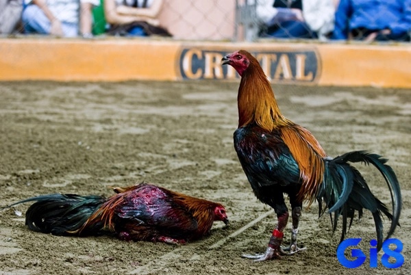Tổ chức bảo vệ động vật phản đối hoạt động đá gà, với khẩu hiệu kêu gọi chấm dứt bạo lực với gà chọi.