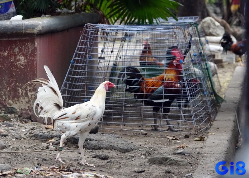 Ngày càng nhiều người chơi ở Việt Nam hứng thú với gà chọi Philippines, bắt đầu tìm hiểu và nghiên cứu