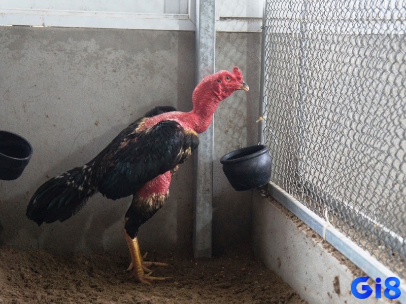 Mô hình chuồng gà lý tưởng: cao ráo, thoáng mát, có khu vực vận động riêng biệt giúp gà phát triển toàn diện.