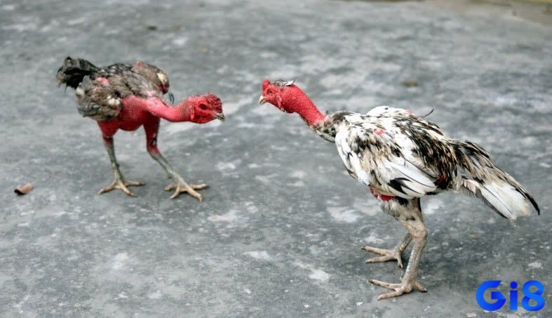 Kỹ thuật nhảy cao đá mồi – một trong những chiến thuật đặc trưng giúp giành lợi thế trong trận đấu.