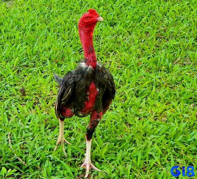 Gà chọi vàng Bắc Giang với lông ánh đồng, thân hình rắn chắc và mào hoa hồng – đặc trưng dễ nhận biết của dòng gà này.