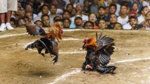 Đá gà Philippines: Tất tần tật về giống gà chọi từ Philippines