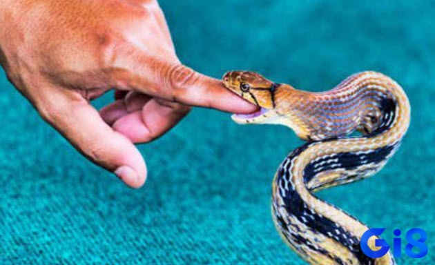 Mơ thấy rắn cắn vào tay là điềm báo về những sự phản bội trong các mối quan hệ của bạn