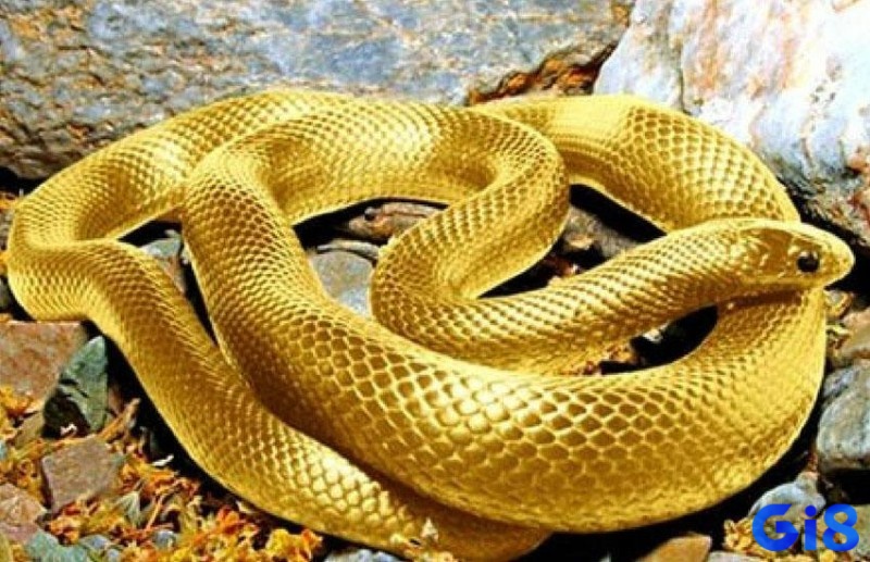 Mơ thấy bị rắn vàng cắn thể hiện cho những sự chuyển biến sắp tới trong cuộc sống của bạn