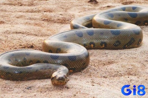 Rắn khổng lồ trong mơ khiến chủ mộng hoảng sợ