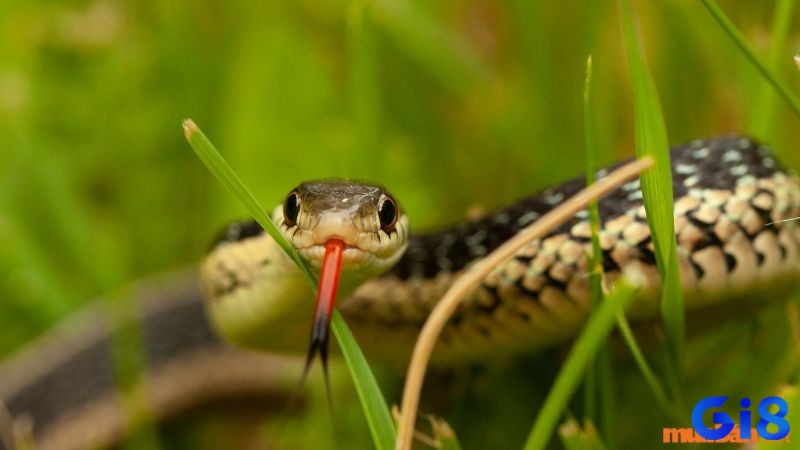 GIải mã giấc mơ thấy rắn cắn thì đó là biểu hiện của việc bị phản bội