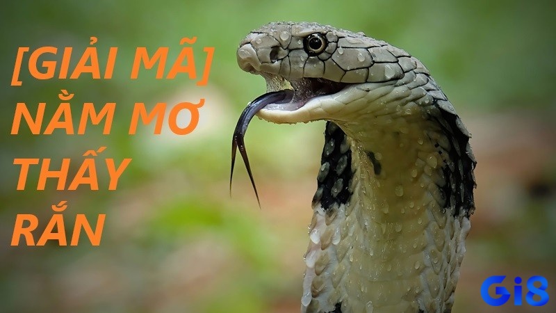 Giải mã giấc mơ thấy rắn - có điềm báo gì bên trong?